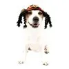 Rasta Dog Costume 1 Rasta Dog Costume -Party Themes Sales P751883